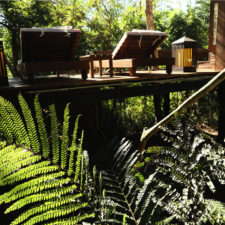 Terrace view of the cabin, immersed among ferns and native forest.