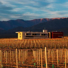 Growing vineyards next to the restaurant house, overlooking the Andes mountains.