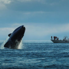 Whale watching from a boat in the open sea.