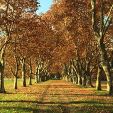 Autumnal scene. tree lined avenue in autumn colors with warm evening light.
