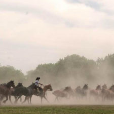 Creole horses herded by Gauchos on horseback. Country scene.