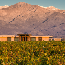 View from a vineyard towards the management house and restaurant. Behind them rises a mountain range with snowy peaks.