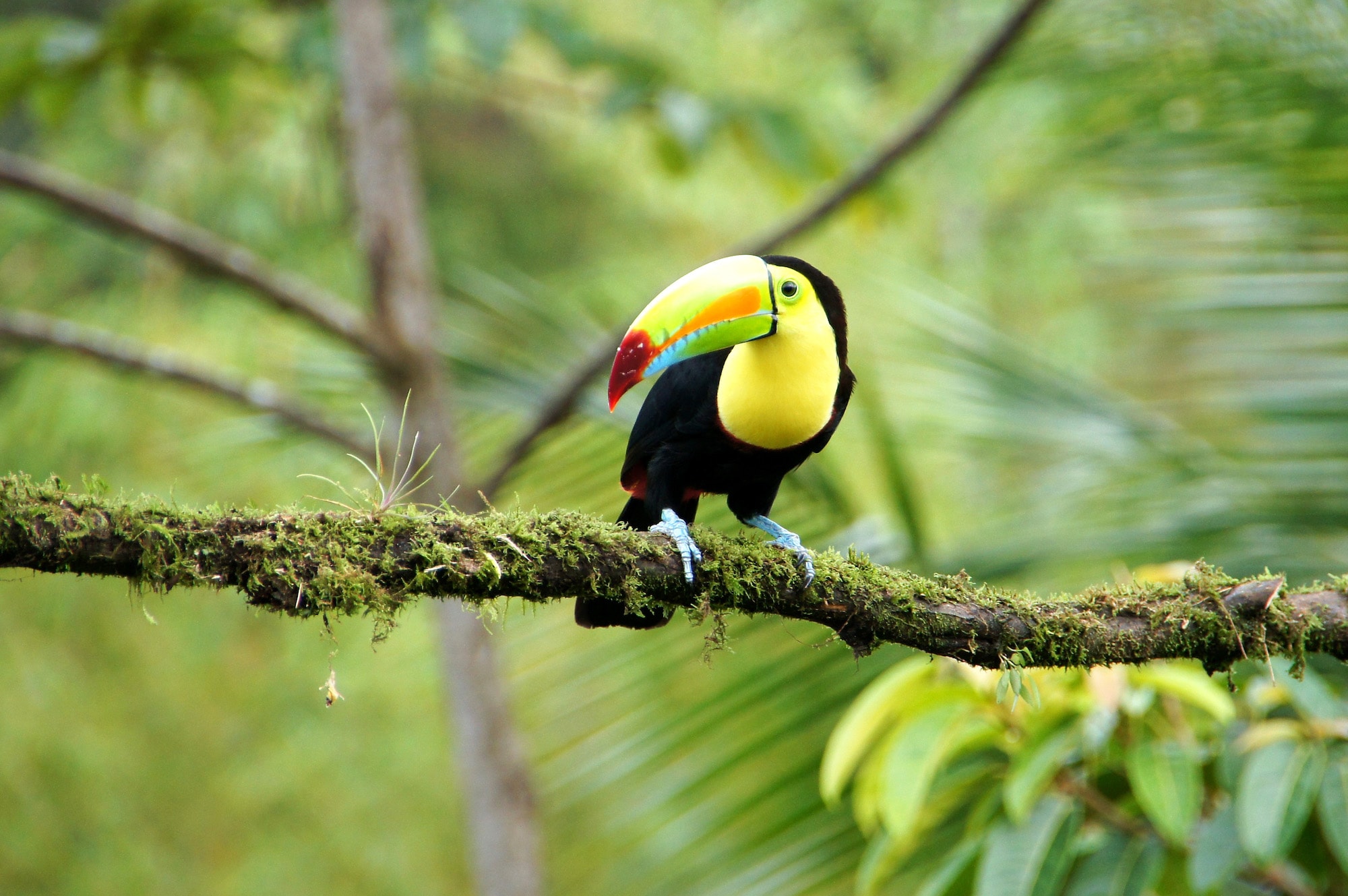 An 8Day Costa Rican Rainforest EcoAdventure Tortuguero